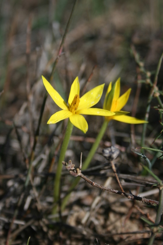 Empodium plicatum