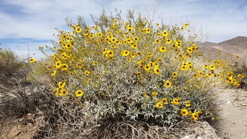 Encelia farinosa (Brittlebush) — photo