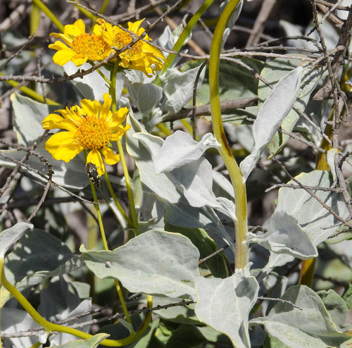 Encelia farinosa (Brittlebush) — photo