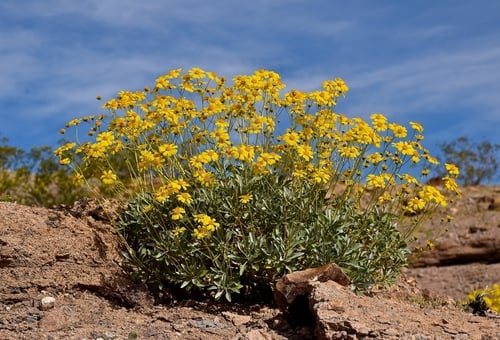 Encelia farinosa