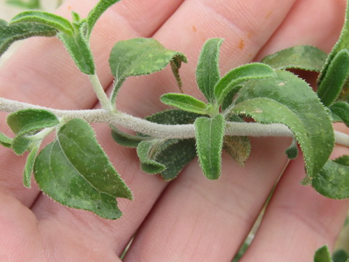 Encelia frutescens var. resinosa (Button brittlebush) — photo