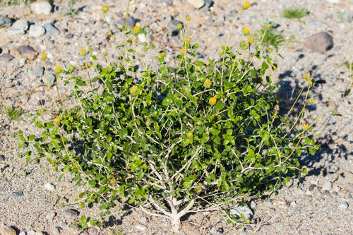 Encelia frutescens var. resinosa (Button brittlebush) — photo