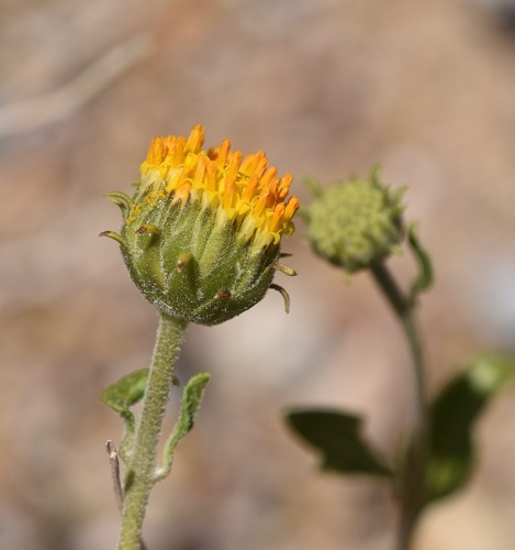 Encelia frutescens var. resinosa