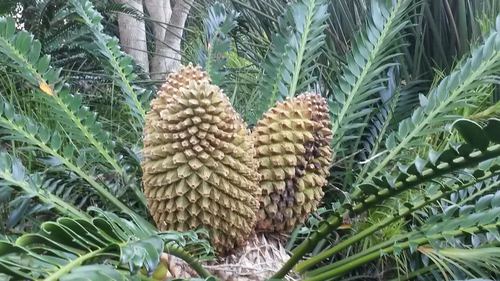 Encephalartos altensteinii (Breadtree) — photo