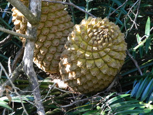 Encephalartos altensteinii (Breadtree) — photo