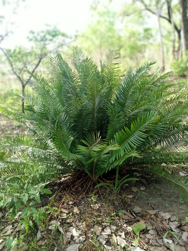 Encephalartos barteri — photo