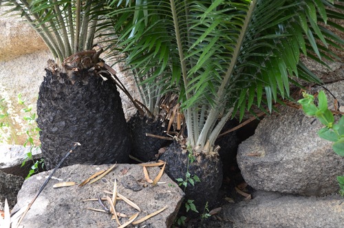 Encephalartos barteri — photo