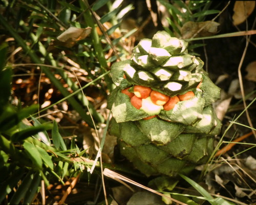 Encephalartos barteri
