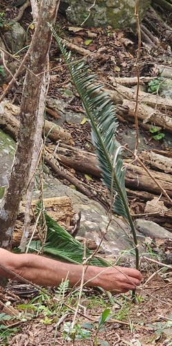 Encephalartos caffer (Hottentot bread-fruit) — photo