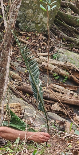 Encephalartos caffer