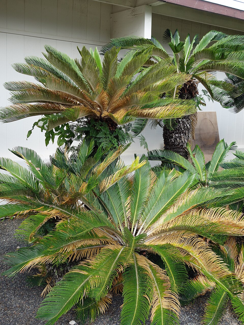 Encephalartos heenanii (Wooly cycad) — photo