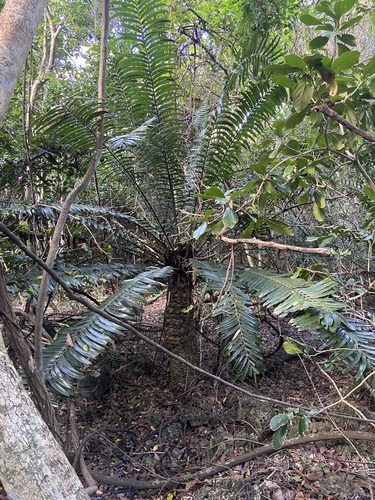 Encephalartos hildebrandtii (Kaffir Bread) — photo