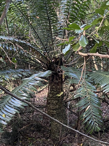 Encephalartos hildebrandtii