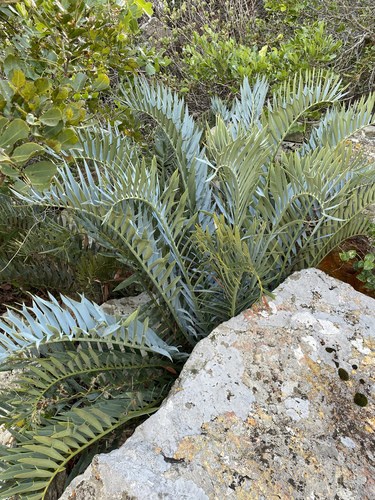 Encephalartos horridus — photo