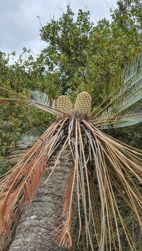 Encephalartos laevifolius (Bread palm cycad) — photo