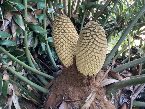 Encephalartos paucidentatus — photo