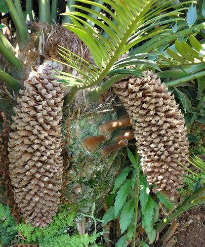 Encephalartos paucidentatus — photo