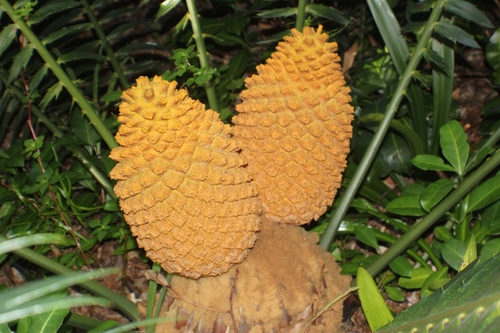 Encephalartos paucidentatus