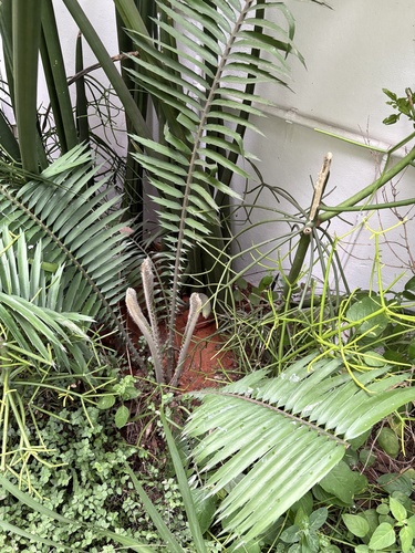 Encephalartos striatus (Bread palm cycad) — photo