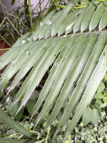 Encephalartos striatus (Bread palm cycad) — photo