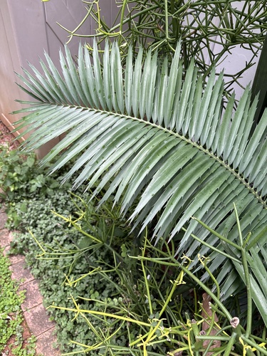 Encephalartos striatus
