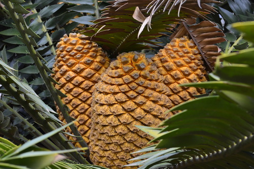 Encephalartos transvenosus (Modjadji cycad) — photo