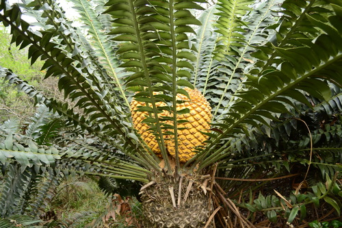 Encephalartos transvenosus (Modjadji cycad) — photo