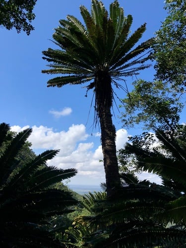 Encephalartos transvenosus