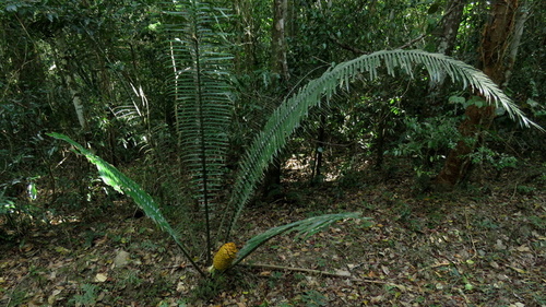 Encephalartos villosus (Ground cycad) — photo