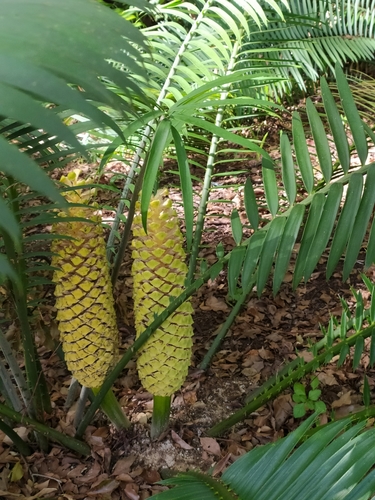 Encephalartos villosus (Ground cycad) — photo