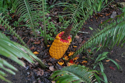 Encephalartos villosus