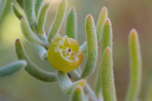 Enchylaena tomentosa (Barrier Saltbush) — photo