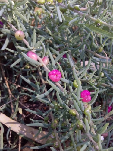Enchylaena tomentosa (Barrier Saltbush) — photo