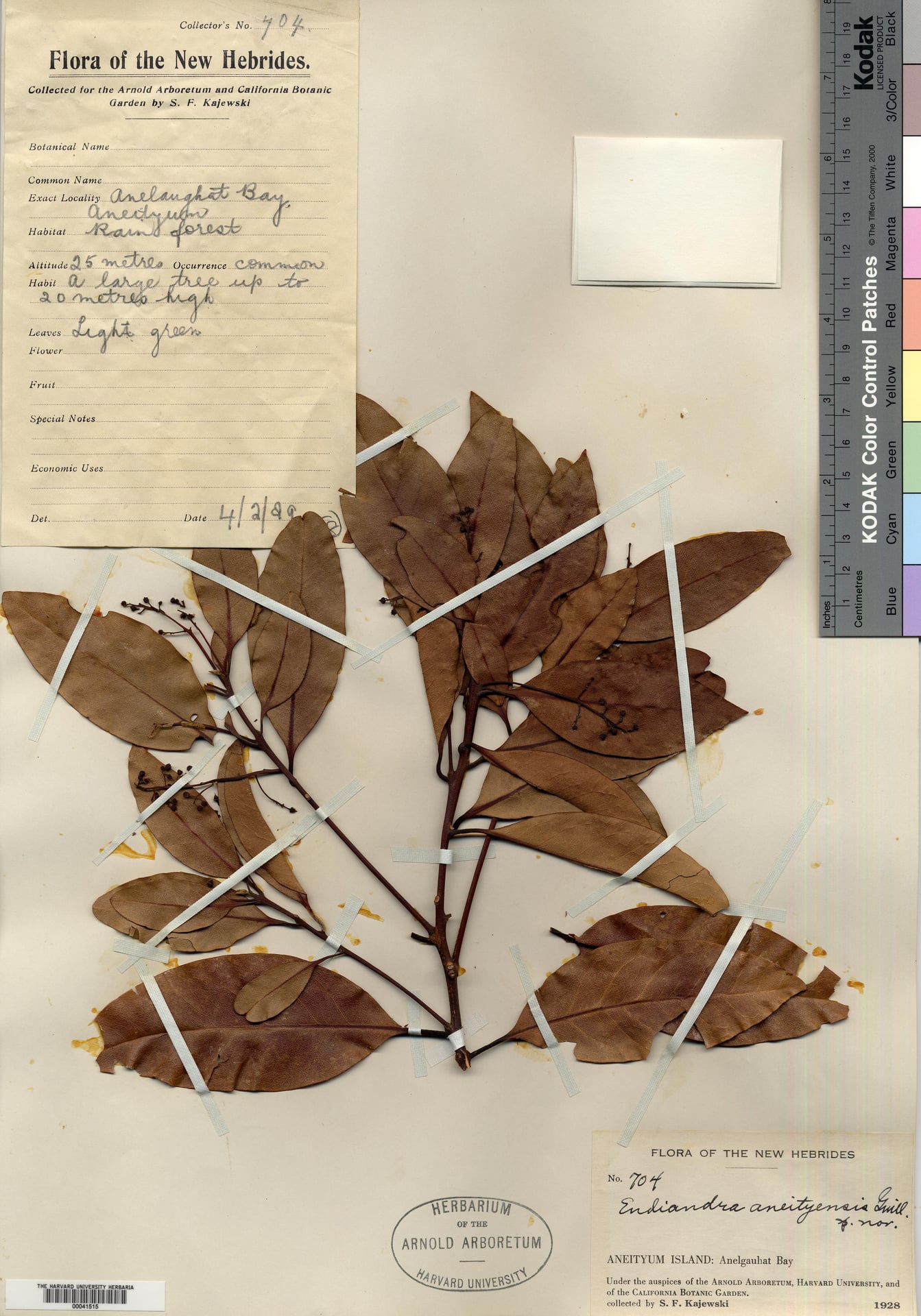 Endiandra aneityensis — photo
