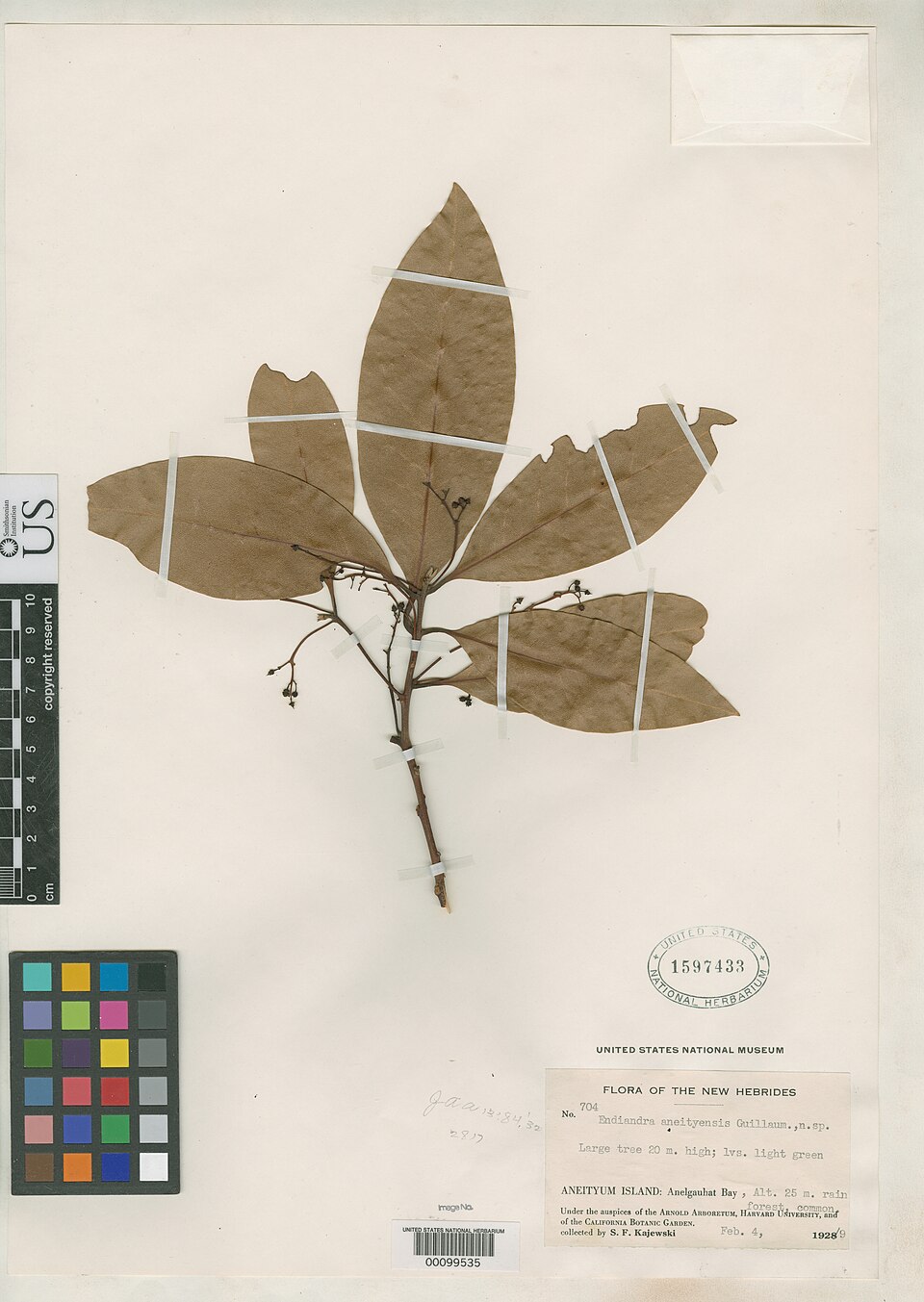 Endiandra aneityensis