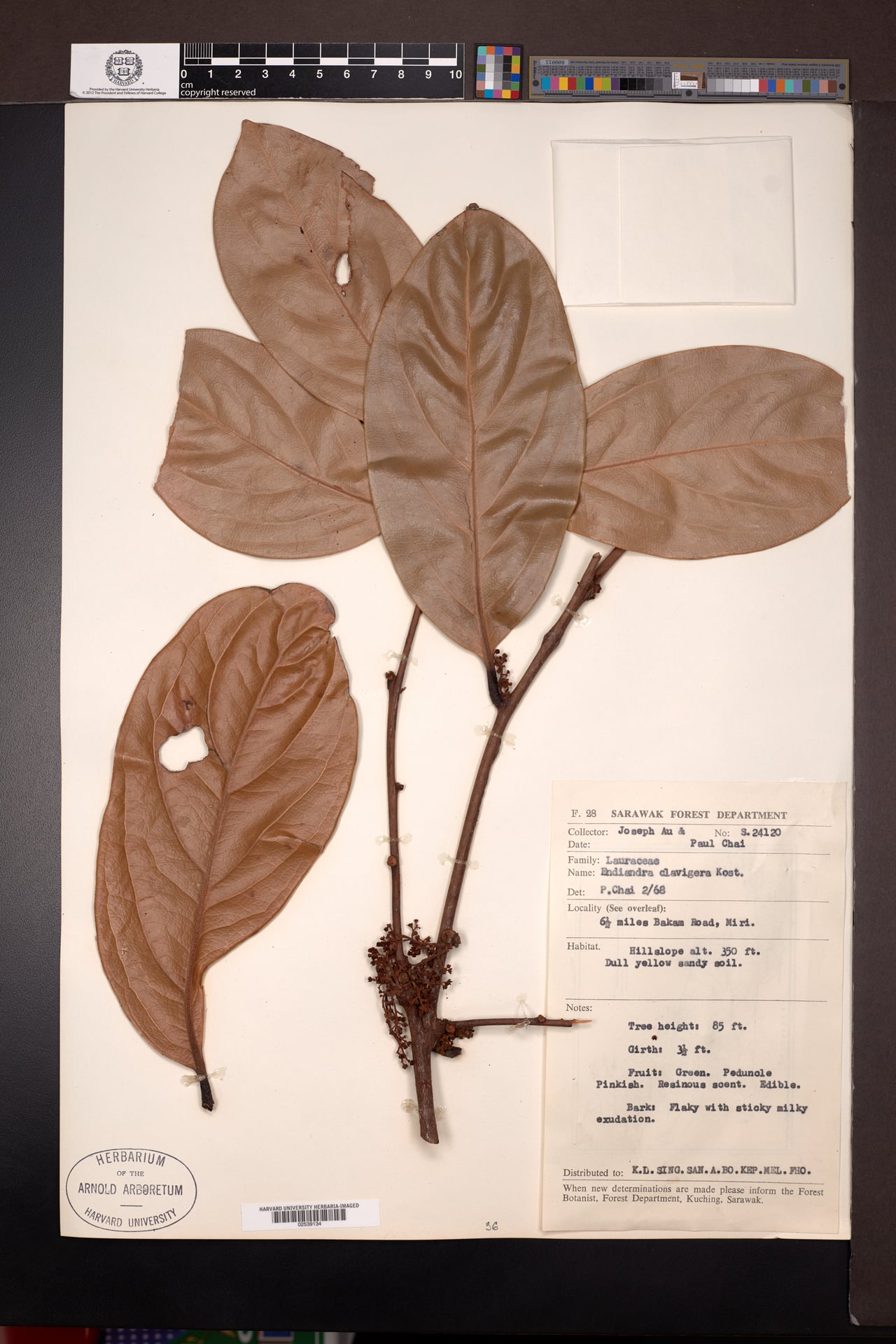 Endiandra clavigera — photo