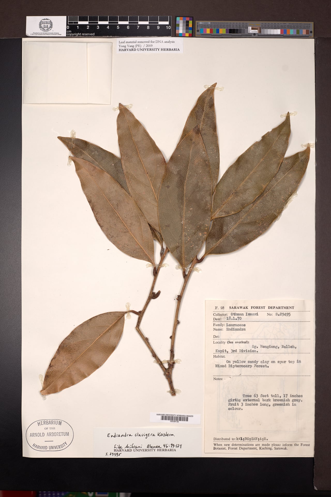 Endiandra clavigera