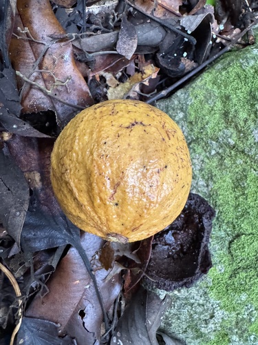 Endiandra palmerstonii (Queensland Walnut) — photo
