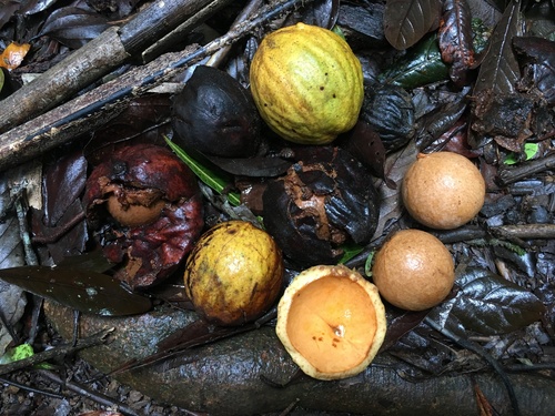 Endiandra palmerstonii