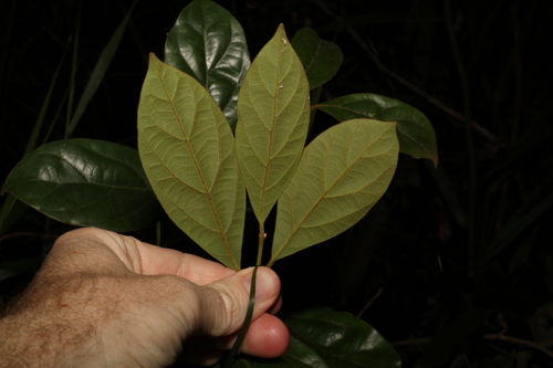 Endiandra pubens (Hairy Walnut) — photo