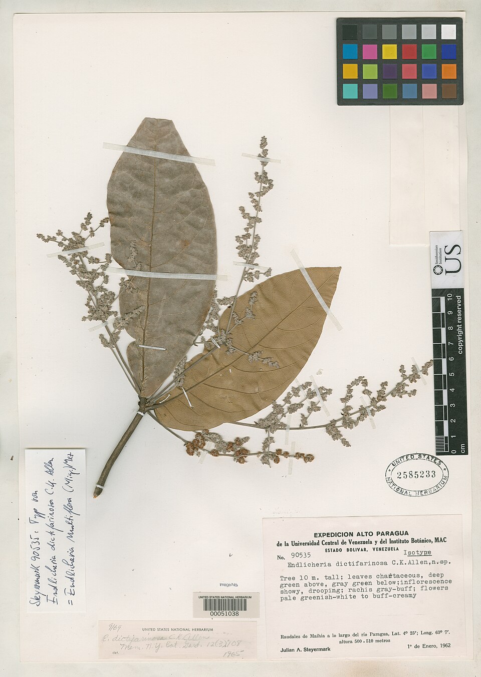 Endlicheria dictifarinosa