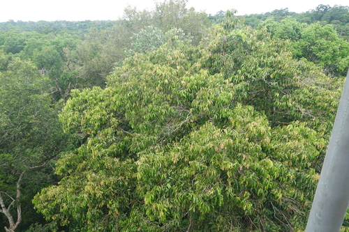 Endopleura uchi (Uxi) — photo