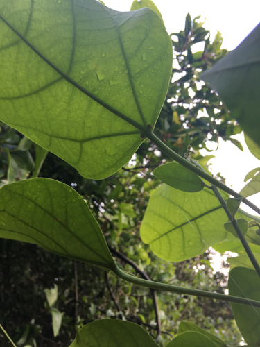 Endospermum chinense