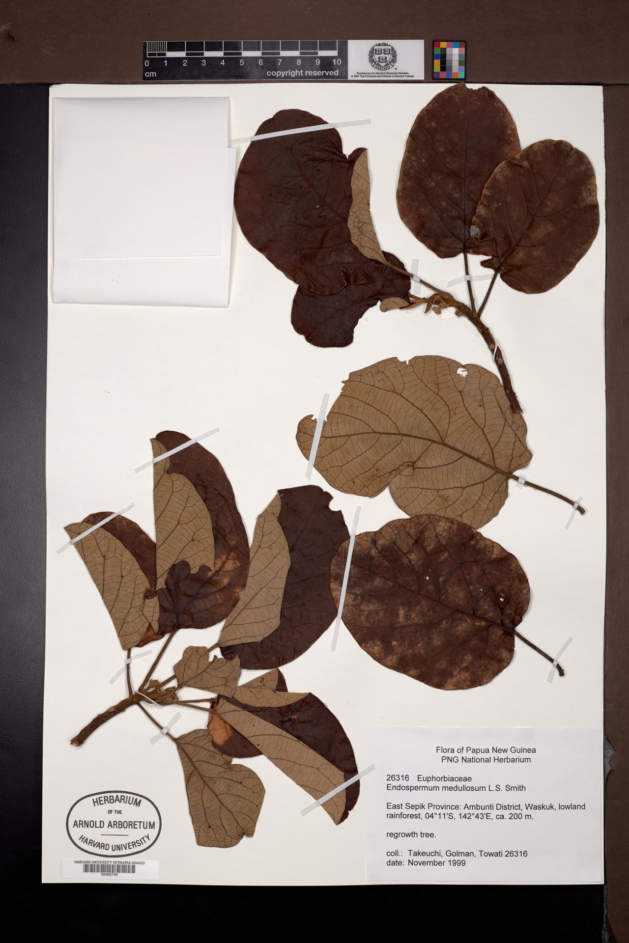 Endospermum medullosum (Tower Pine) — photo