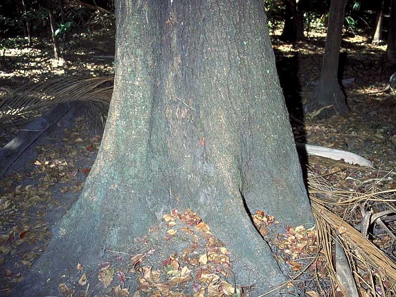 Endospermum myrmecophilum (Moon tree) — photo