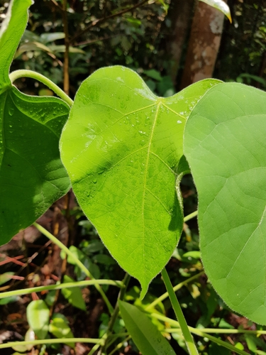 Endospermum peltatum (Gubas) — photo
