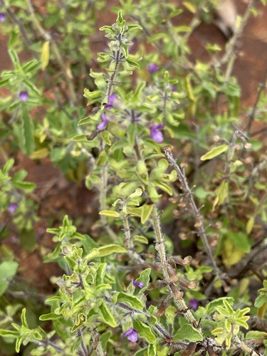 Endostemon tereticaulis — photo