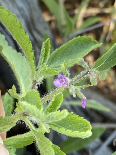 Endostemon tereticaulis