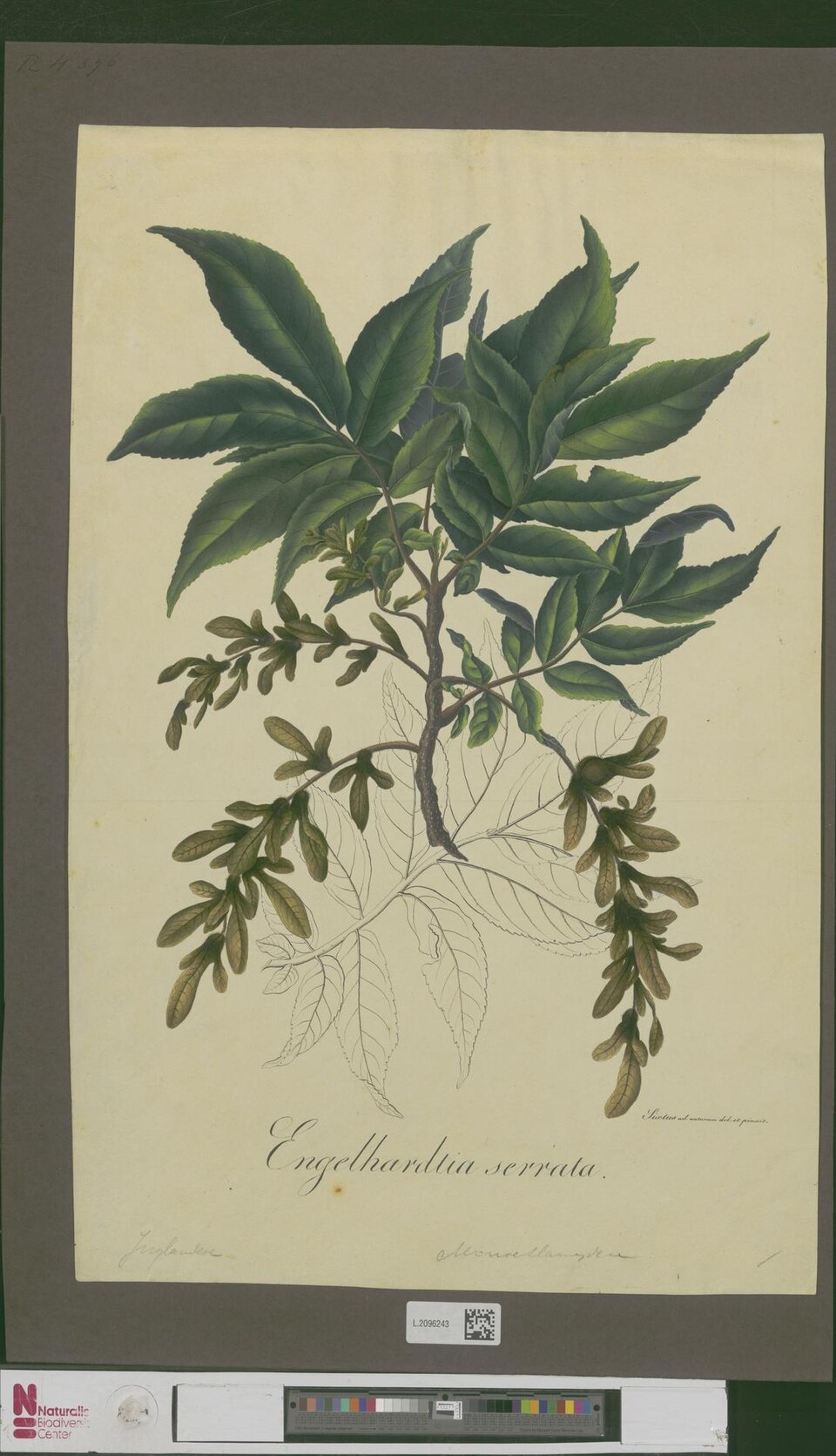 Engelhardtia serrata