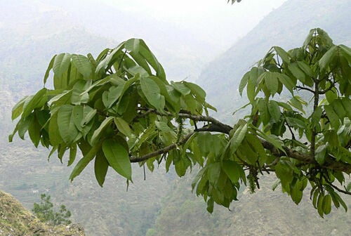 Engelhardtia spicata